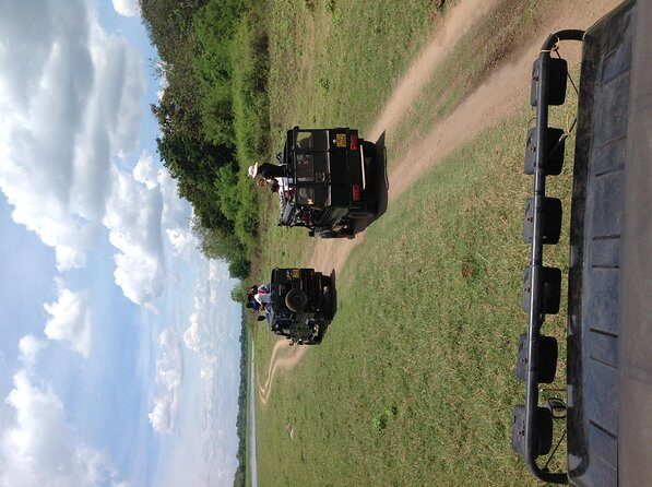 Half Day - Minneriya National Park Safari Tour From Habarana/Sigiriya - Frequently Asked Questions
