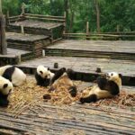Half Day Morning Trip of Chengdu Giant Pandas - Why This Tour is a Great Fit