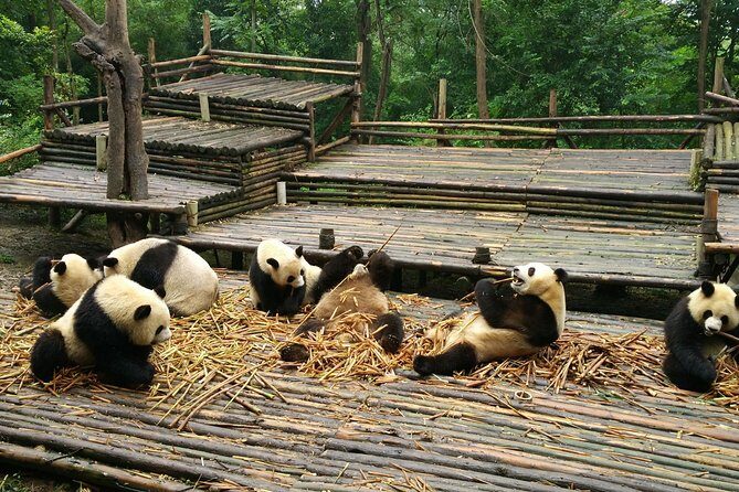 Half Day Morning Trip of Chengdu Giant Pandas - Why This Tour is a Great Fit