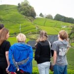 Half Day Nara and Matcha Farm Private Van Tour - A Detailed Look at the Tour