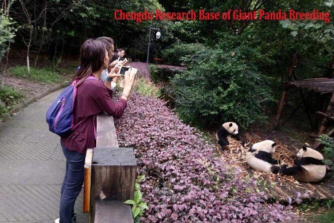 Half Day Private Tour: Chengdu Research Base of Giant Panda Breeding - Final Thoughts: Who Will Love This Tour?