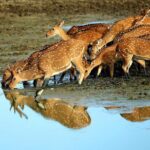 Half Day Safari at Yala National Park From Yala / Tissamaharama - FAQs