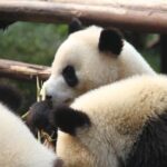 Half-Day Self-Guided Chengdu Panda Research Base Tour - FAQ