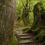 Half Day Walking Tour in Yakusugi Land - The Value of This Tour