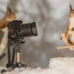 Half Day Winter Ski Adventure in Sapporo - FAQ