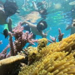Halfday Snorkeling and Scuba Diving Experience from Nha Trang - A Complete Breakdown of the Tour Experience