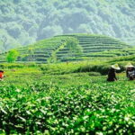 Hangzhou Private Day Tour from Huangshan by Bullet Train with Drop-off Option - Analyzing the Value