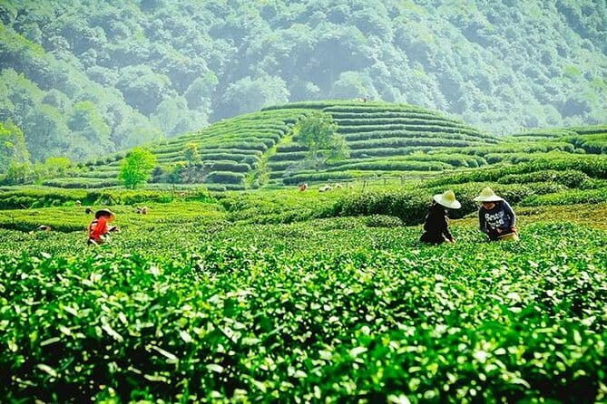Hangzhou Private Day Tour from Huangshan by Bullet Train with Drop-off Option - Analyzing the Value