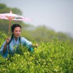 Hangzhou Westlake Highlights & Tea Path Hiking Tour from Shanghai by Train - Key Points