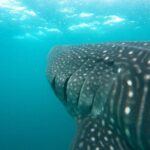 Hanifaru Bay Snorkeling with Whale sharks & Mana Rays - Practical Tips for Your Trip