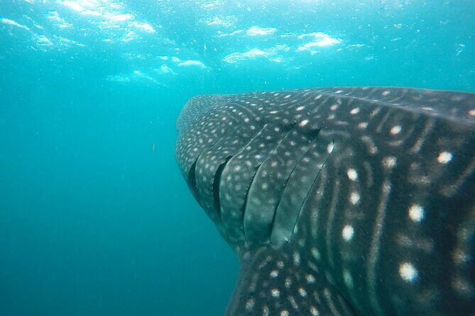 Hanifaru Bay Snorkeling with Whale sharks & Mana Rays - Practical Tips for Your Trip
