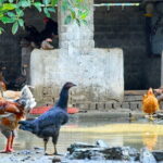 Hanoi: Luxury Small Group discover Tam Coc, Hoa Lu & Local Family - Who is this tour best suited for?