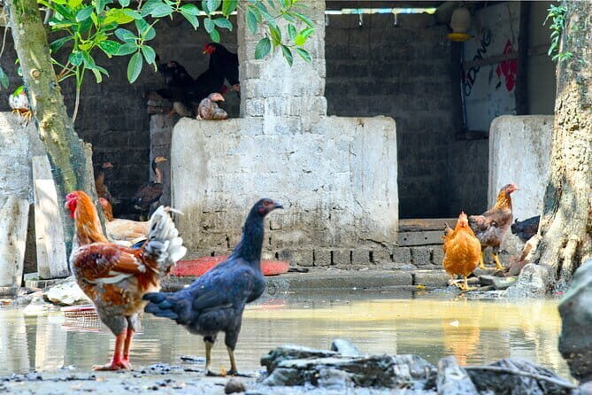 Hanoi: Luxury Small Group discover Tam Coc, Hoa Lu & Local Family - Who is this tour best suited for?