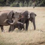 Highlights Of Dambulla & Kaudulla National Park Day Tour From Colombo - Frequently Asked Questions
