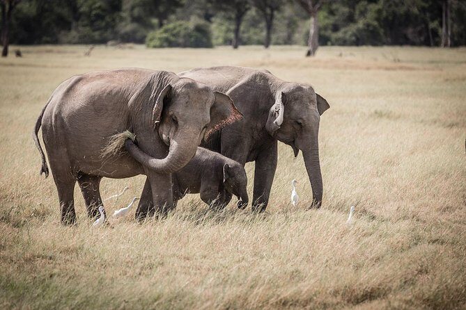 Highlights Of Dambulla & Kaudulla National Park Day Tour From Colombo - Frequently Asked Questions