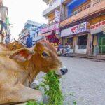 Highlights of Jaipur : Private Sightseeing tour - An In-Depth Look at the Itinerary