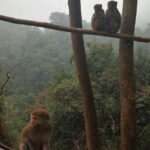 Hike the monkey hill - An In-Depth Look at the Monkey Hill Experience