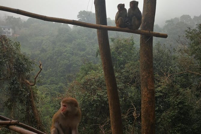 Hike the monkey hill - An In-Depth Look at the Monkey Hill Experience