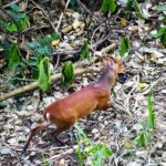 Hiking in Kandy Udawattakele Forest Reserve - Flora, Fauna, and the Forest’s Hidden Treasures
