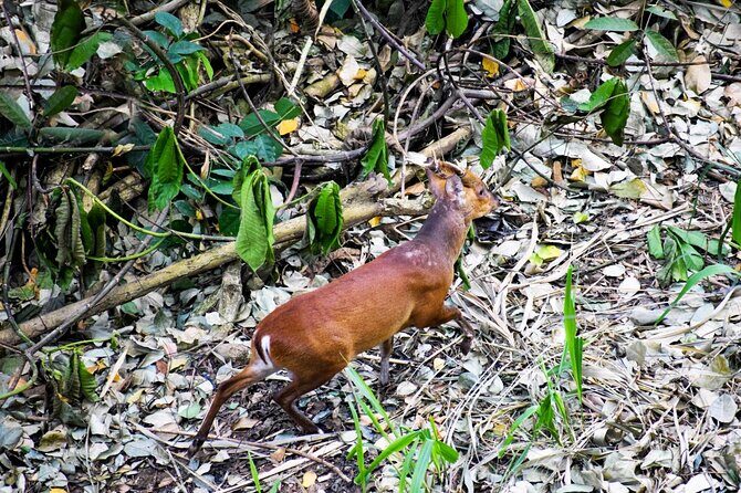 Hiking in Kandy Udawattakele Forest Reserve - Flora, Fauna, and the Forest’s Hidden Treasures