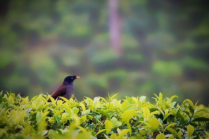 Hill Station Tour from Coimbatore to Valparai - 2 days - The Experience in Practice