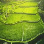 Historical trip to "CemeteryTrunyan village, Batur Volcano view & Rice terrace - Authentic Insights from Reviews