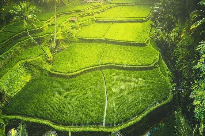 Historical trip to "CemeteryTrunyan village, Batur Volcano view & Rice terrace - Authentic Insights from Reviews