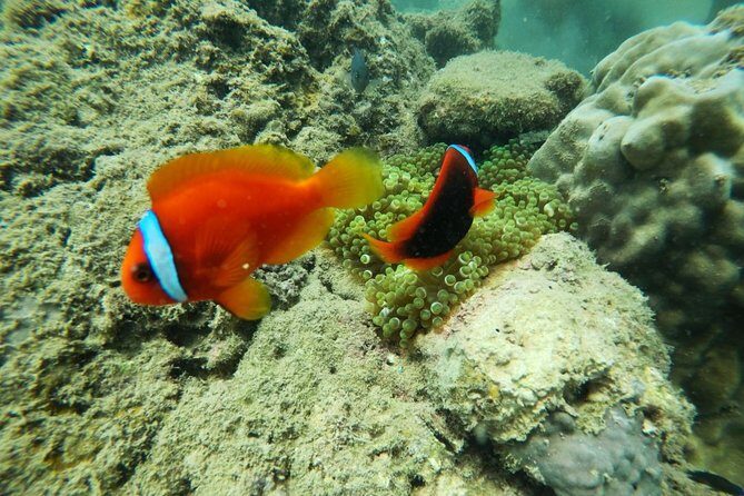 Hoi An Private 2-Day Tour with Snorkeling and Hotel - Practical Details and What to Expect