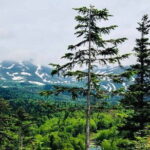 Hokkaido Asahiyama Zoo and Blue Pond Elf Terrace Day Trip - The Sum Up