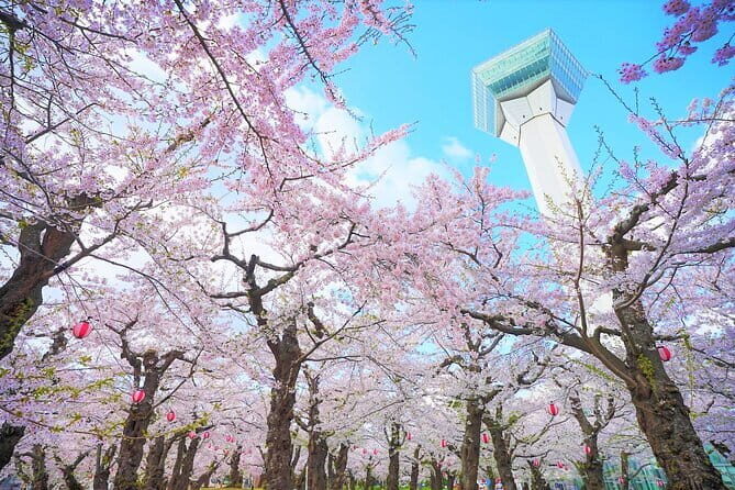 Hokkaido Hakodate Cherry Blossom 2D1N Bus tour from Sapporo - What Does the Price Get You?
