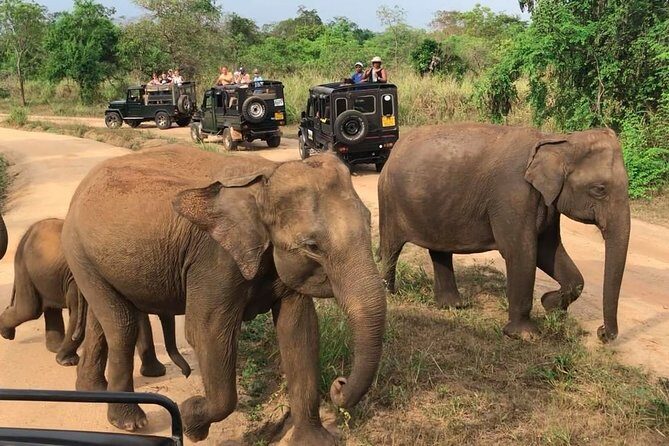 Hurulu Eco Park Private Safari from Dambulla - An In-Depth Look at the Experience