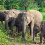 Hurulu Eco Park Private Safari from Habarana - Final thoughts