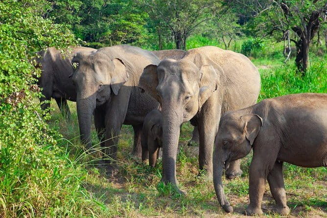 Hurulu Eco Park Private Safari with Naturalist - The Experience of the Guide: Personal Touches