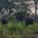 Hurulu Eco Park Safari - Who Should Book This Safari?