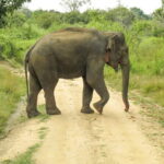 Hurulu Eco Park Safari from Polonnaruwa - FAQs
