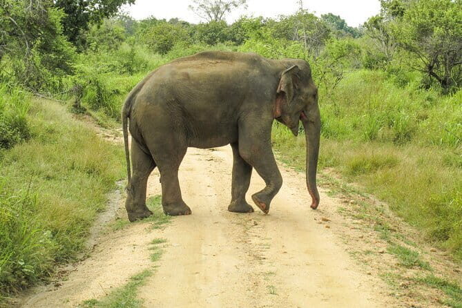 Hurulu Eco Park Safari from Polonnaruwa - FAQs