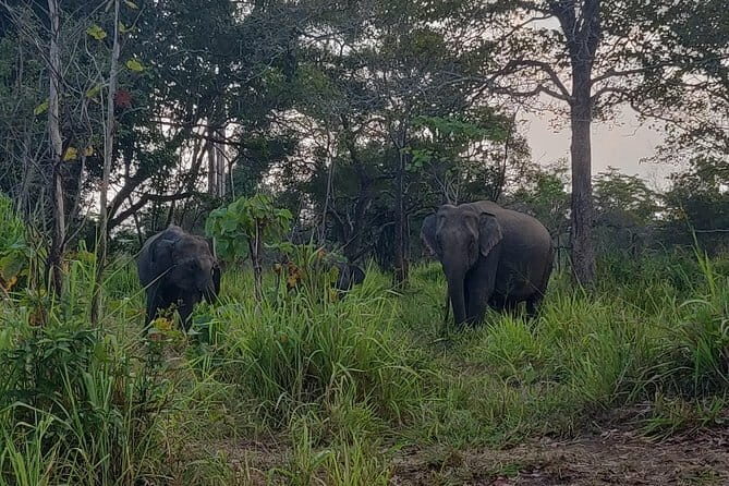 Hurulu Eco Park Safari - Who Should Book This Safari?