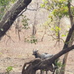 Jaipur: Ranthambore National Park- 4 hour Jeep or Canter Safari - FAQ