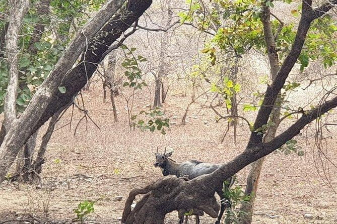 Jaipur: Ranthambore National Park- 4 hour Jeep or Canter Safari - FAQ