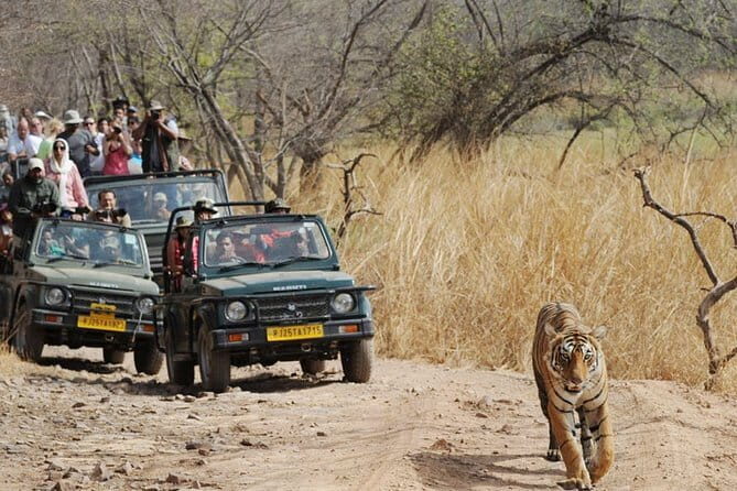 Jaipur to Ranthambore one way drop service - What’s Included and What’s Not