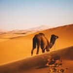 Jaisalmer Tour Package 4 Days From Jaisalmer - Practical Aspects and Value