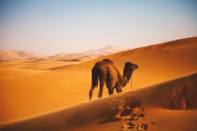 Jaisalmer Tour Package 4 Days From Jaisalmer - Practical Aspects and Value