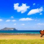 Jeju Canola blossoms festival -horse riding-folk village tour - Key Points