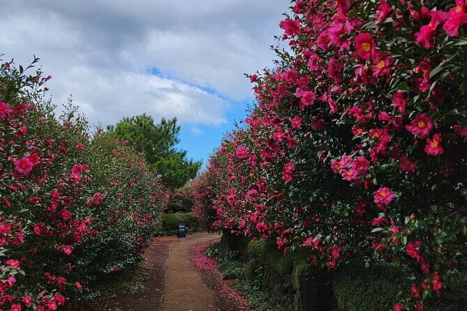 Jeju West South Winter Tour Snow, Camellia, Mandarin Picking - The Experience in Context: Value and Authenticity