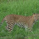 Jhalana Guided Leopard Safari - Jaipur - The Authentic Side of Jhalana Safari