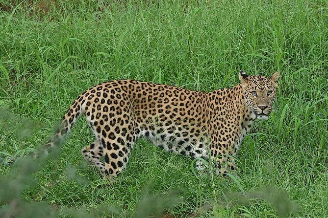 Jhalana Guided Leopard Safari - Jaipur - The Authentic Side of Jhalana Safari