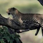 Jhalana Safari Park Leopard- One Jungle Jeep Safari And One Night Stay In Hotel - Why This Tour Is a Great Choice