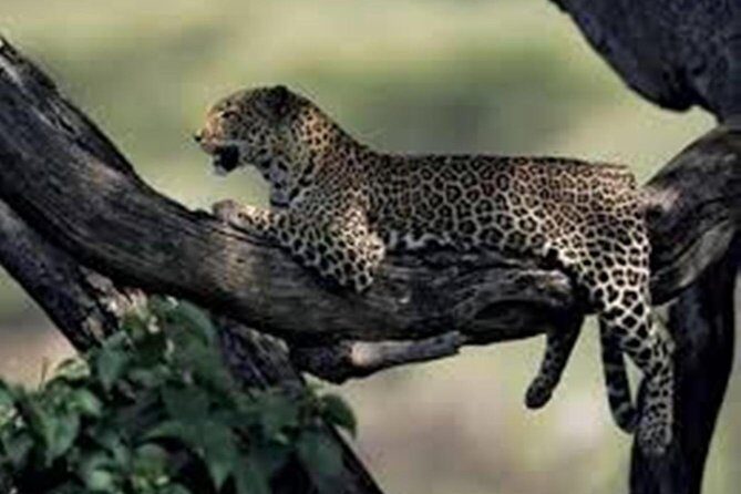 Jhalana Safari Park Leopard- One Jungle Jeep Safari And One Night Stay In Hotel - Why This Tour Is a Great Choice