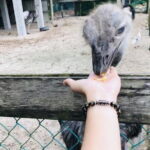 Johor Day Tour - Ostrich Farm, Waterfall, Go Kart [Car] - FAQ