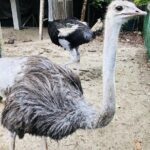 Johor Tour Ends in Singapore - Ostrich Farm, Beach, Waterfall, Fireflies [Car] - Who Would Enjoy This Tour?